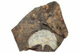Fossil Ginkgo Leaf From North Dakota - Paleocene #262465-1